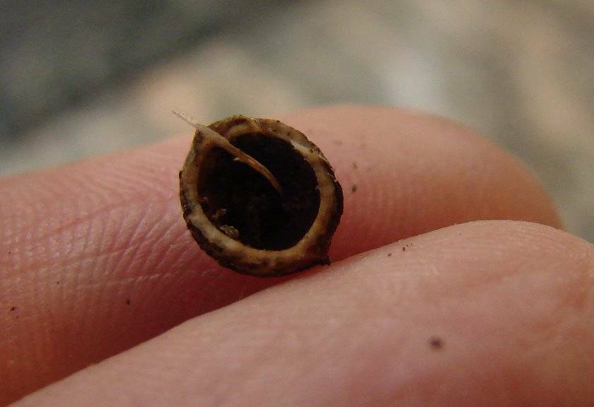 Three Coven Tree Bezoar Stones Magic Antique Goth Witchcraft Wealth Luck Magick